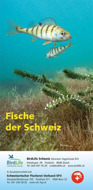 Feldführer Fische der Schweiz