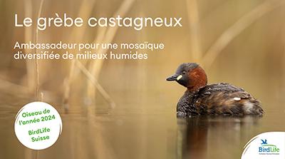 Présentation grèbe castagneux