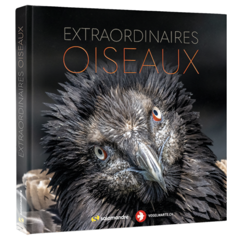 Extraordinaires oiseaux