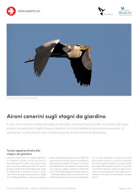 Aironi cenerini sugli stagni da giardino