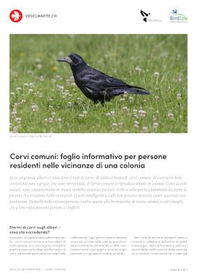 Corvi comuni: foglio informativo per persone residenti nelle vicinanze di una colonia