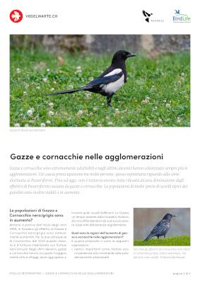 Gazze e cornacchie nelle agglomerazioni