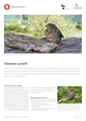 Giovani uccelli &ndash; cosa fare?