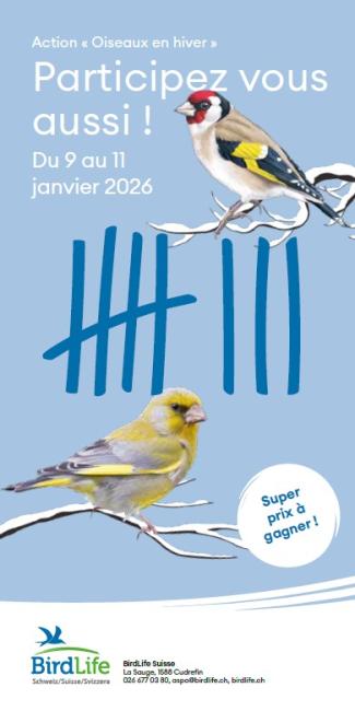 Action oiseaux en hiver