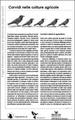 Corvidi nelle colture agricole