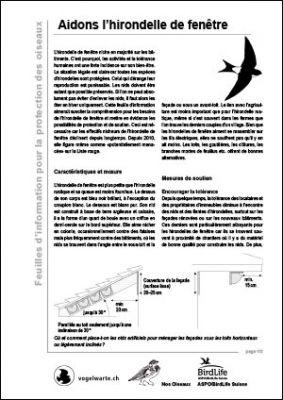 Aidons l’hirondelle de fenêtre