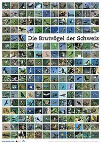 Poster «Oiseaux nicheurs de Suisse»