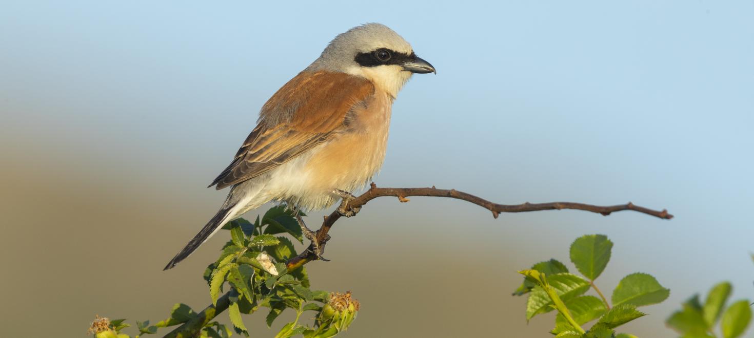 red-backed shrike