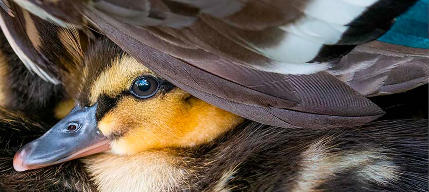 Calendrier BirdLife