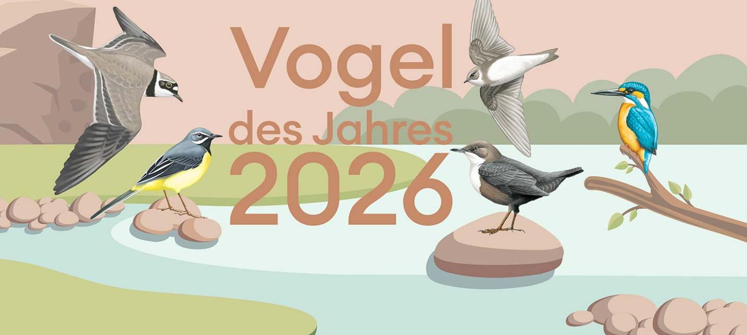 Vogel des Jahres