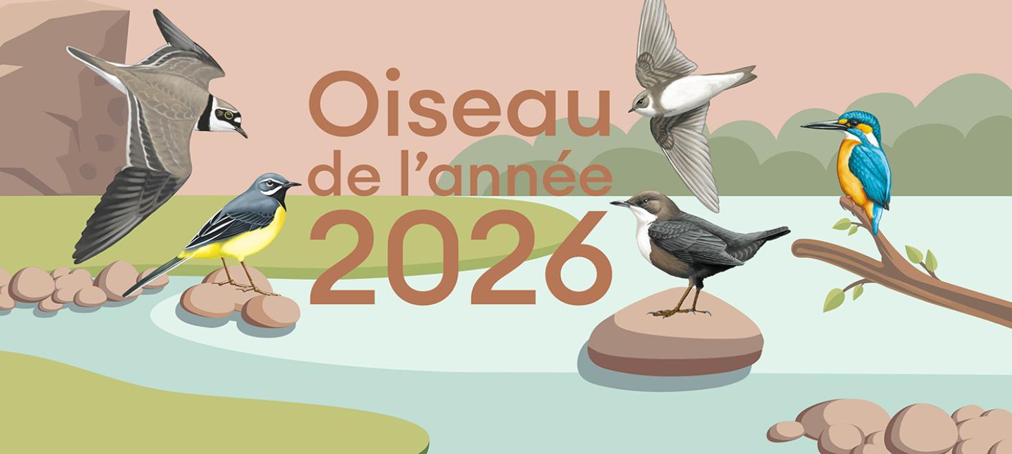 Election oiseau de l'année 2026
