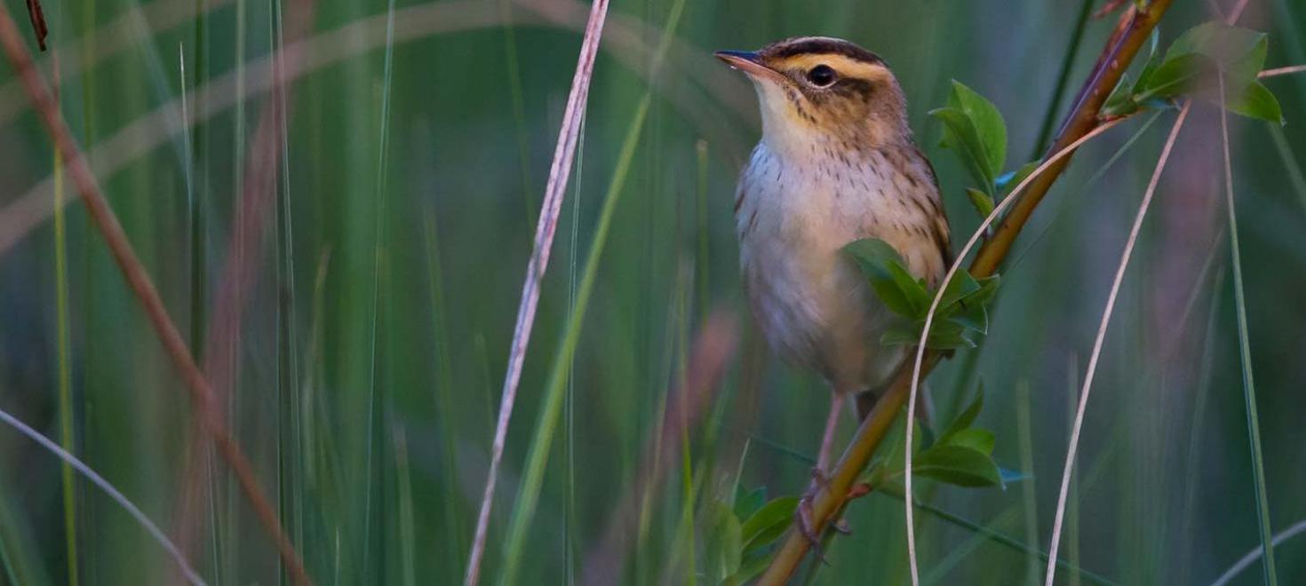 Seggenrohrs&auml;nger &copy; Ralph Martin