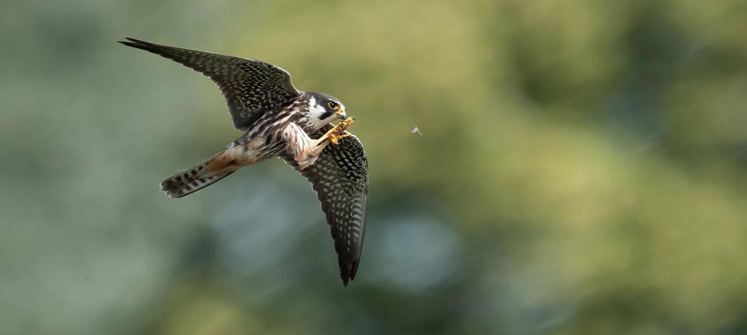Baumfalke &copy;  SONY